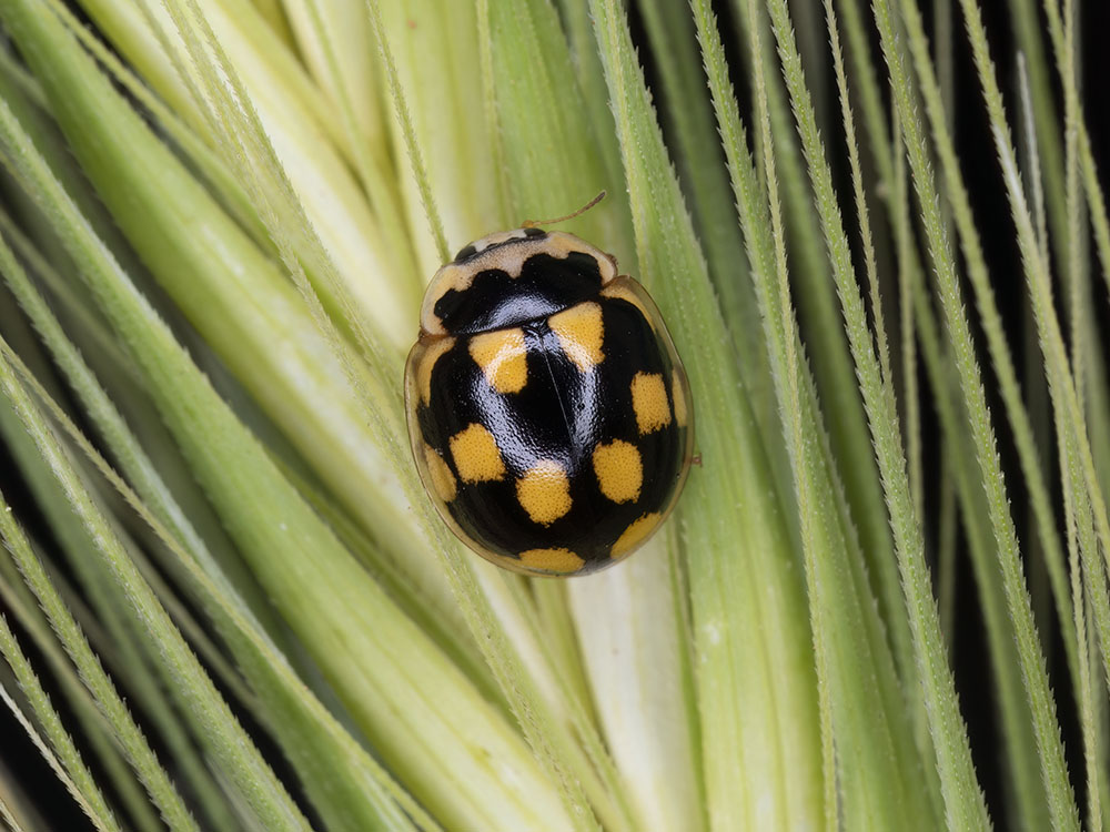 Coccinellidae: Propylea quatuordecimpunctata? S.